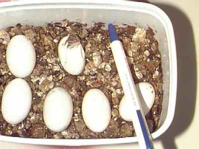 Eier auf Vermiculit